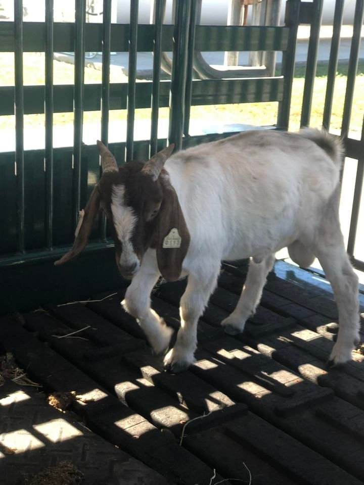 HCSO impounded this goat found loose in the area of Case Road and Fussell Grade in LaBelle.